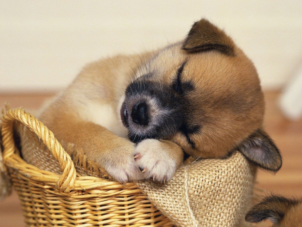 Sleeping-Puppy