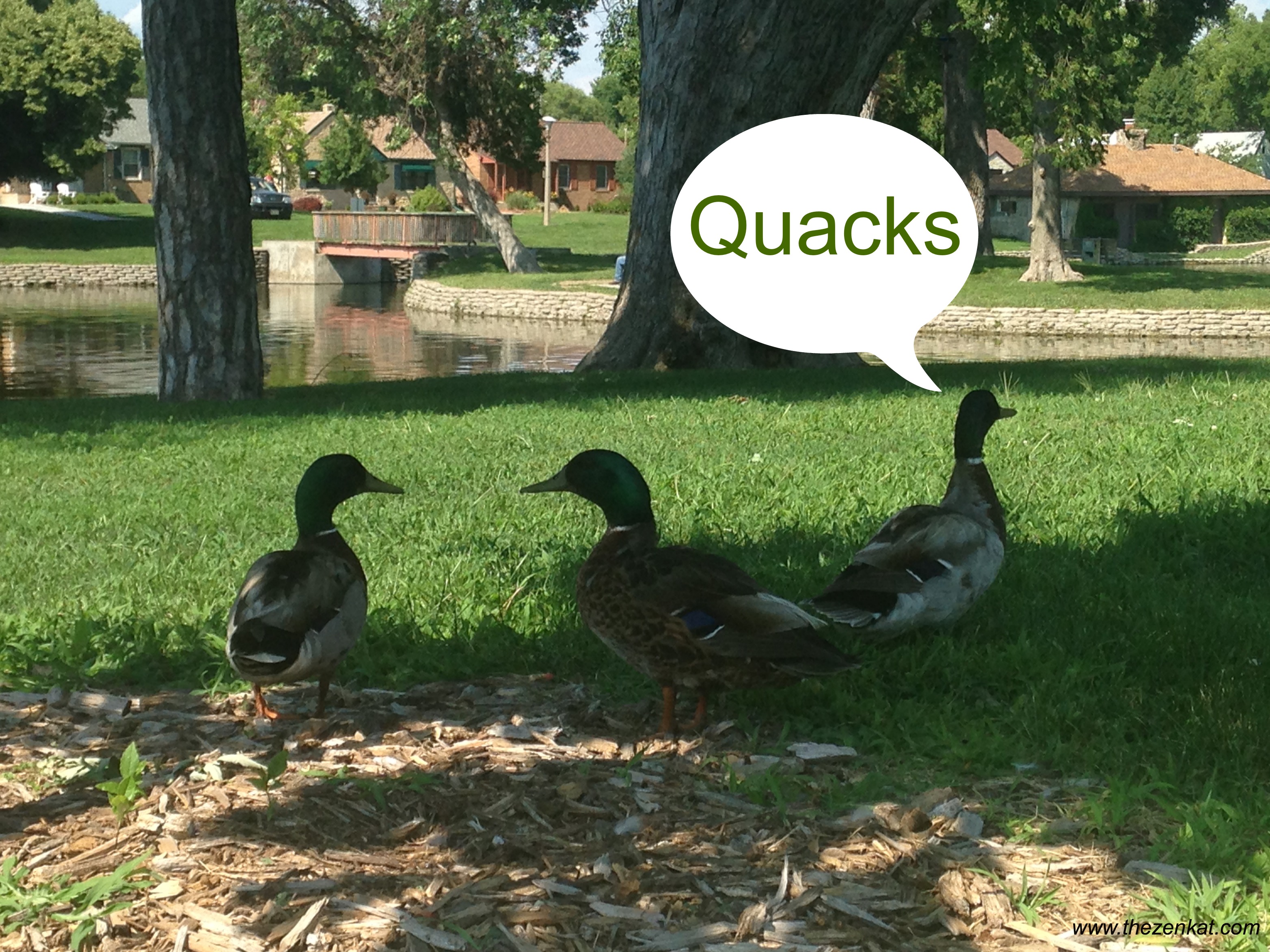quacks