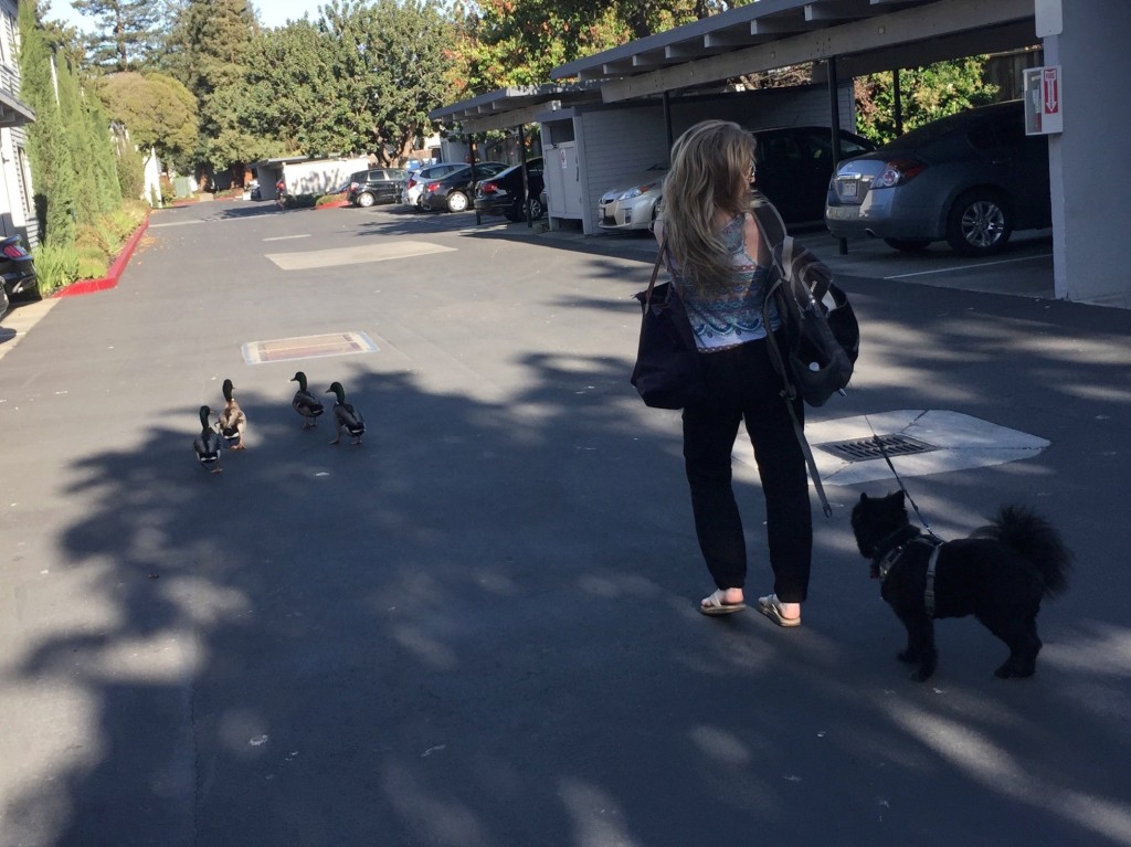 dogs_and_ducks